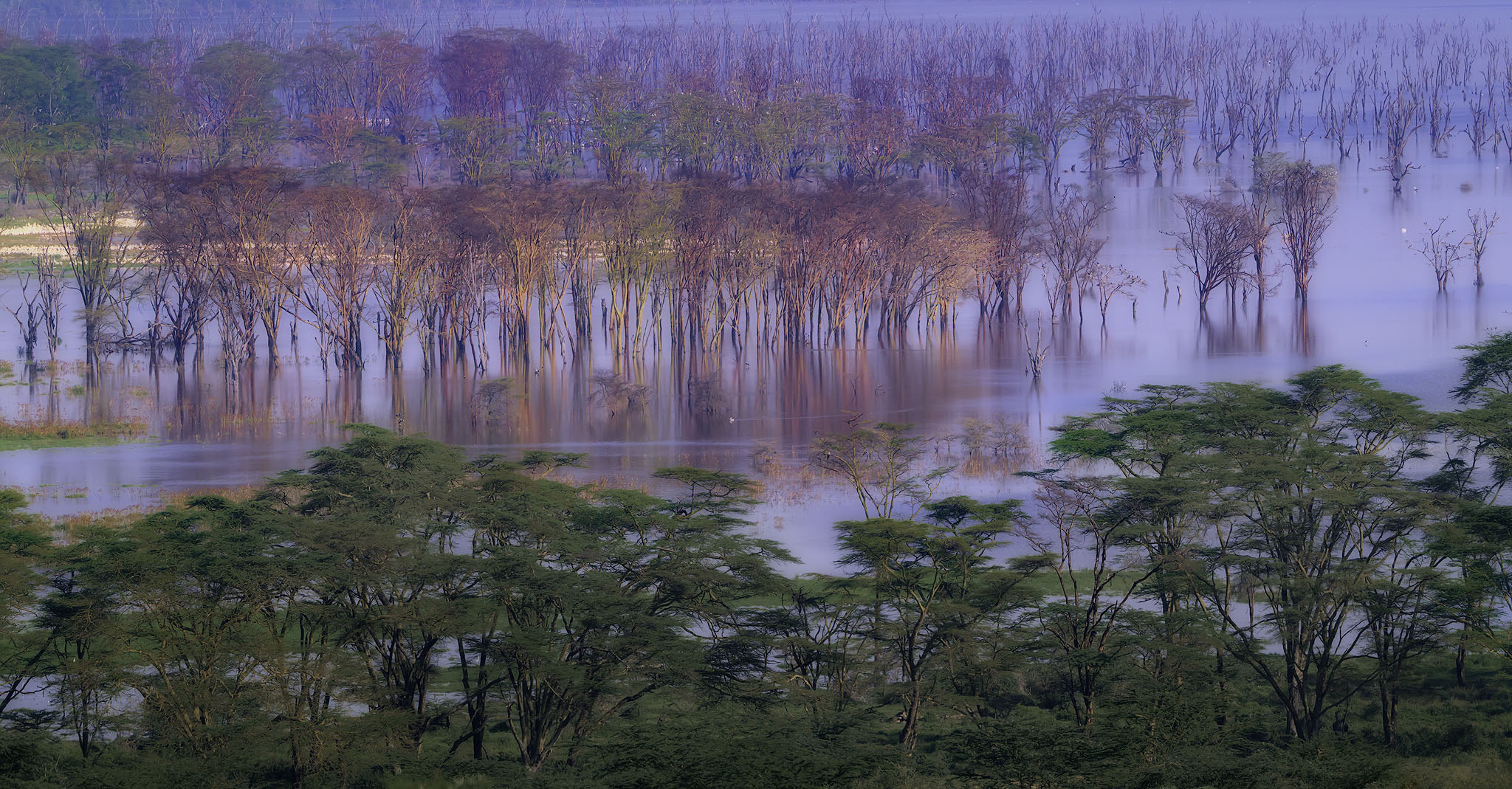 Lake Nakuru trees in the water. 