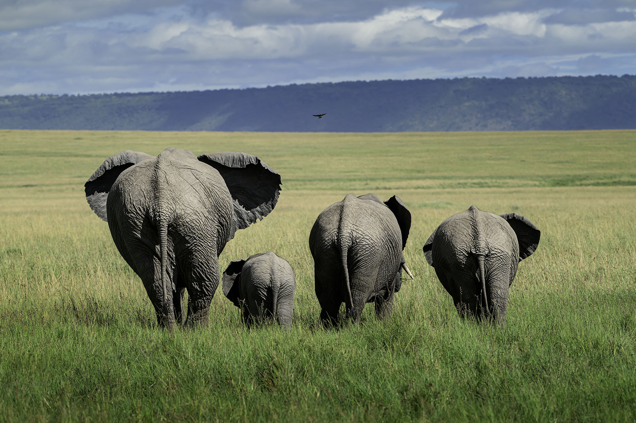 Elephant family walking through the grass with a distant bird.