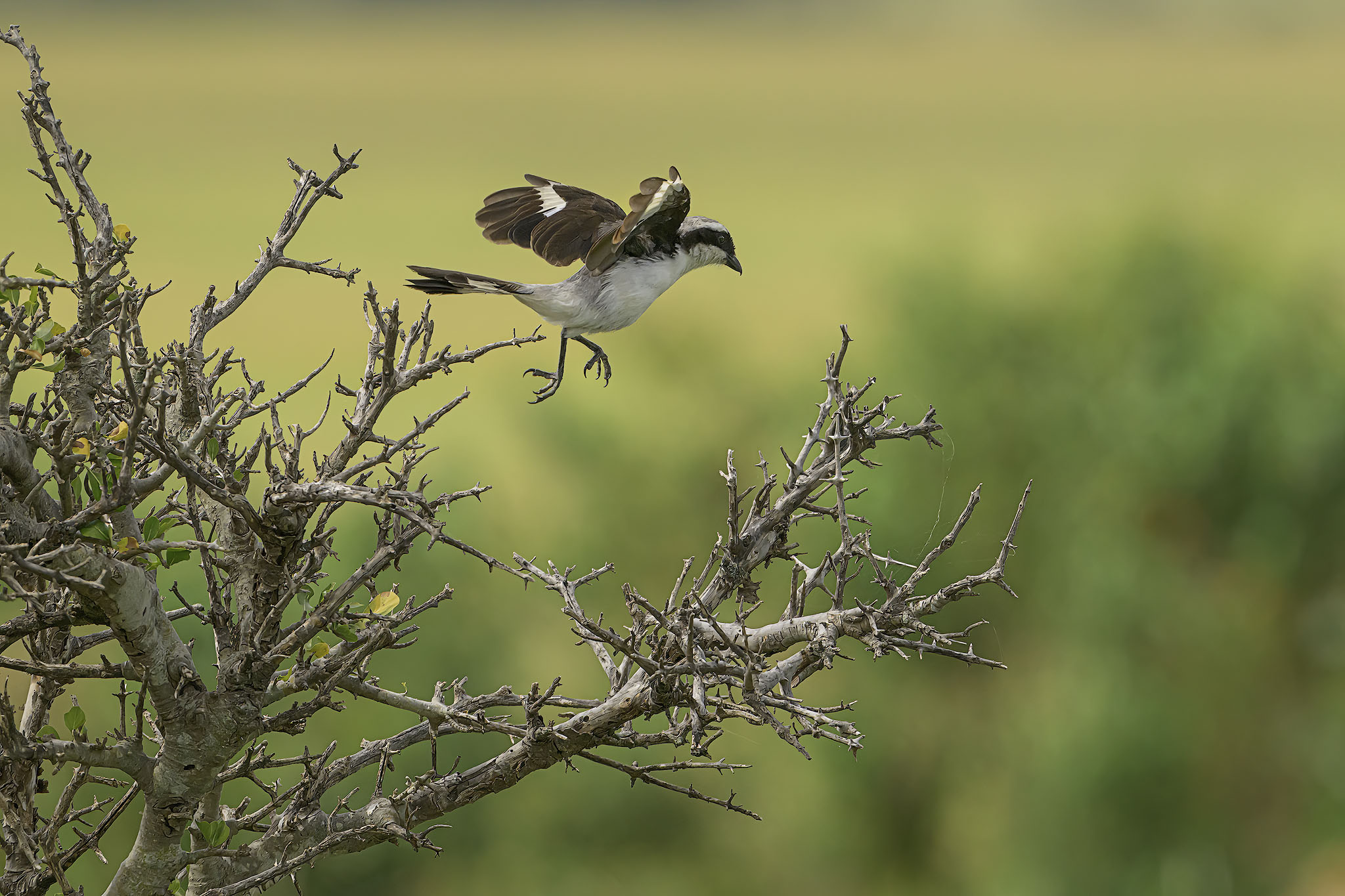 White-browed sparrow-weaver leaping from branch to branch