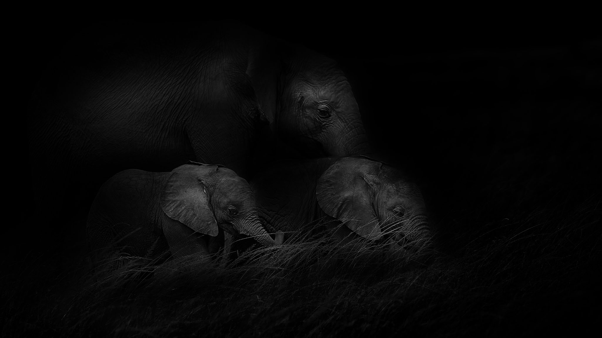 Moody elephant adult with two calves.