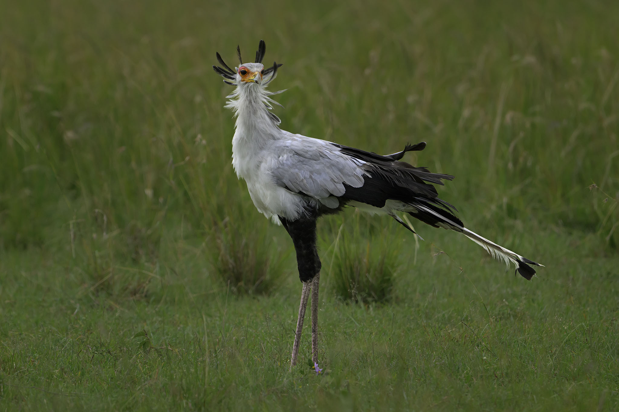 Secretary Bird with feathers up in portrait.