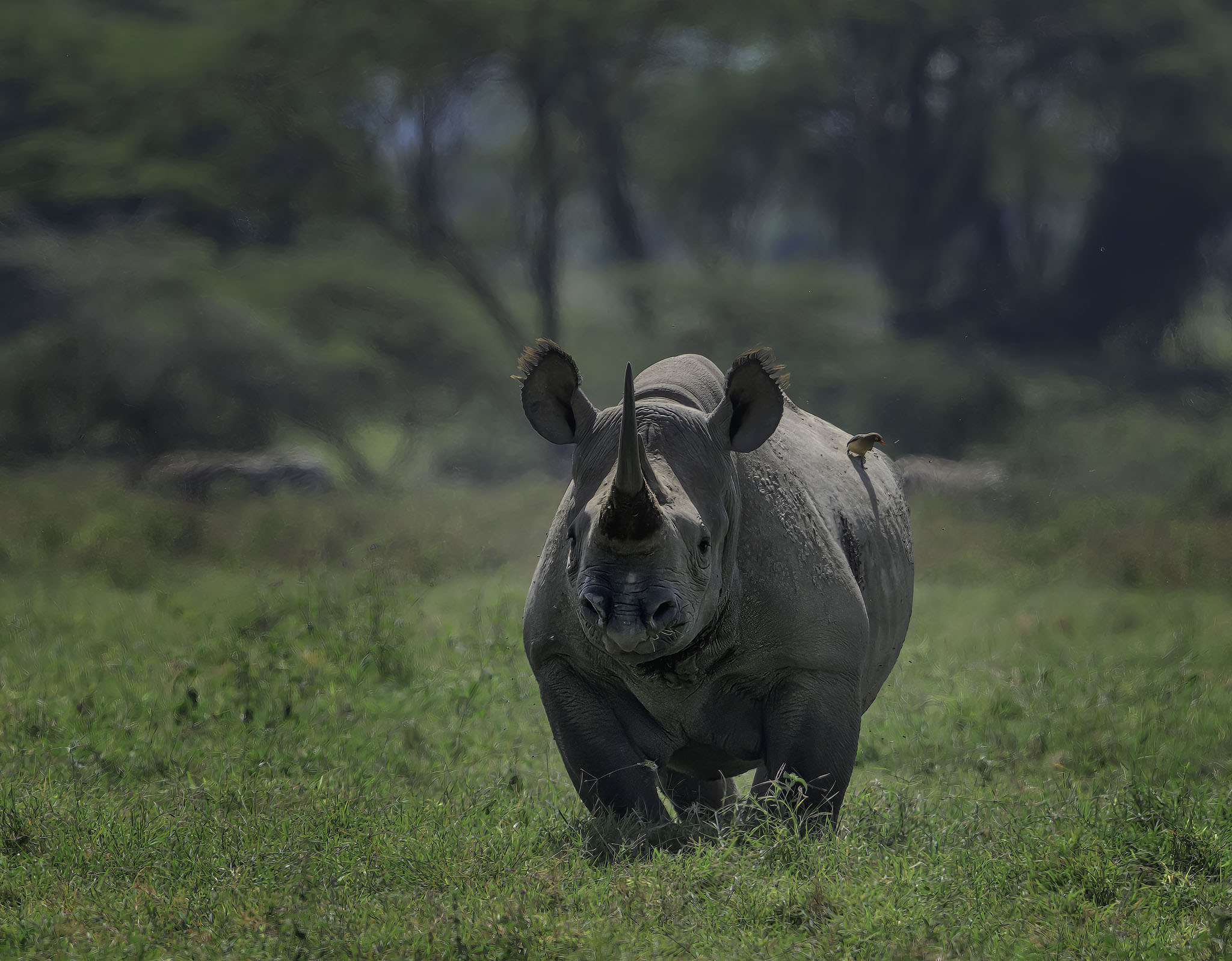Rhino in the forest carrying an oxpecker.
