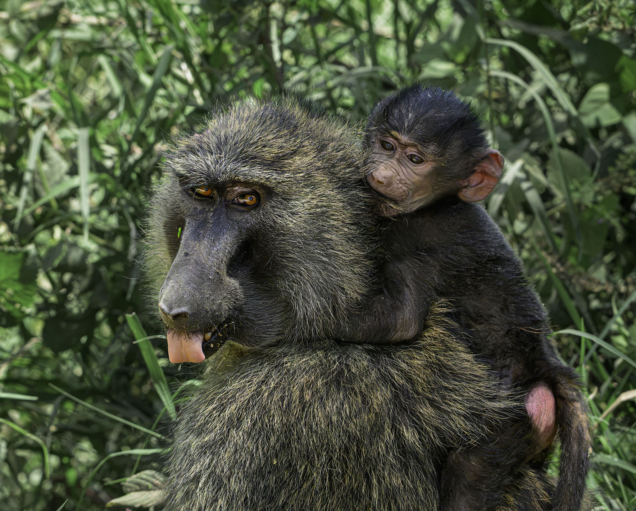 Baboon mother with child on its back