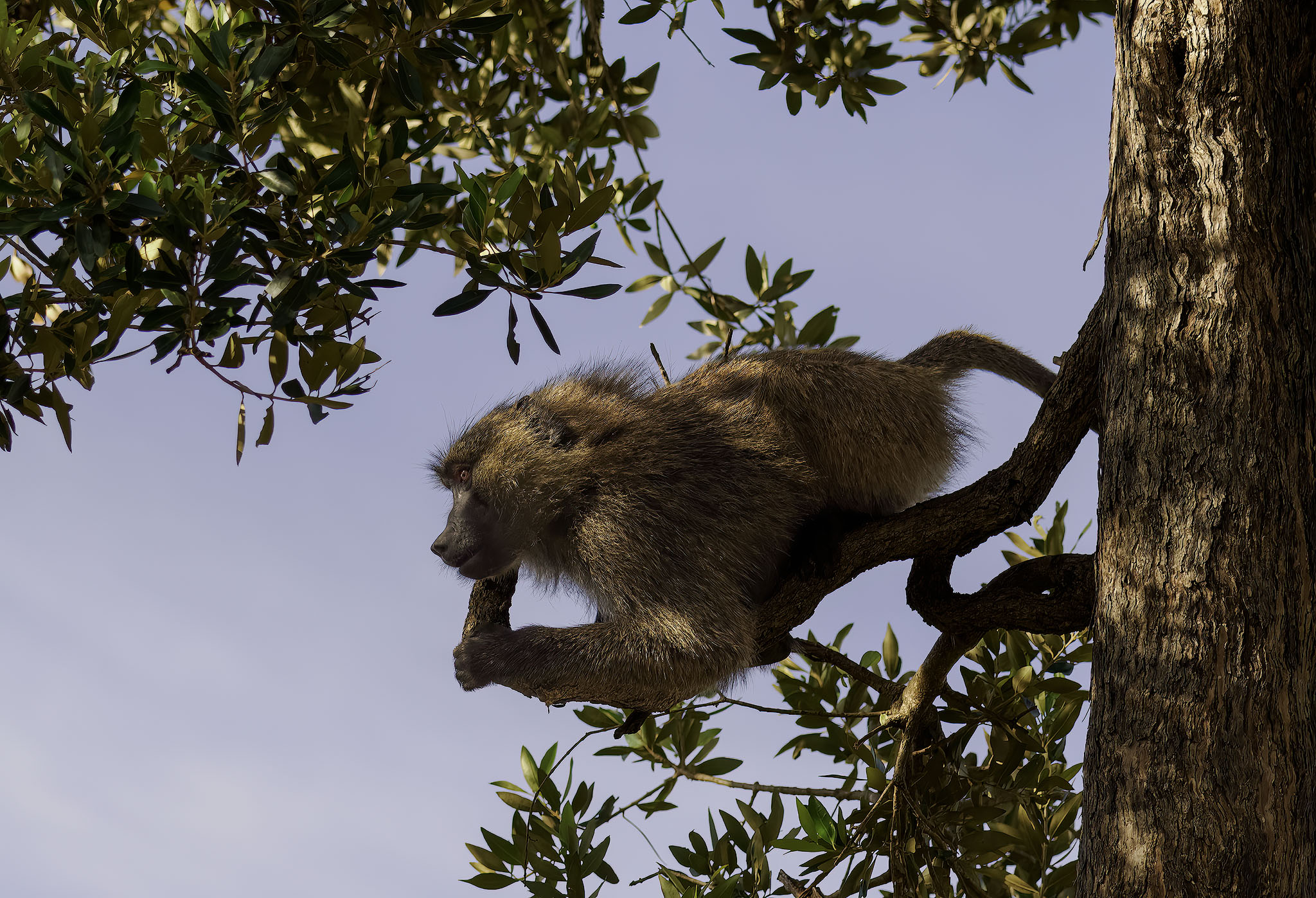 Baboon looking on from its perch