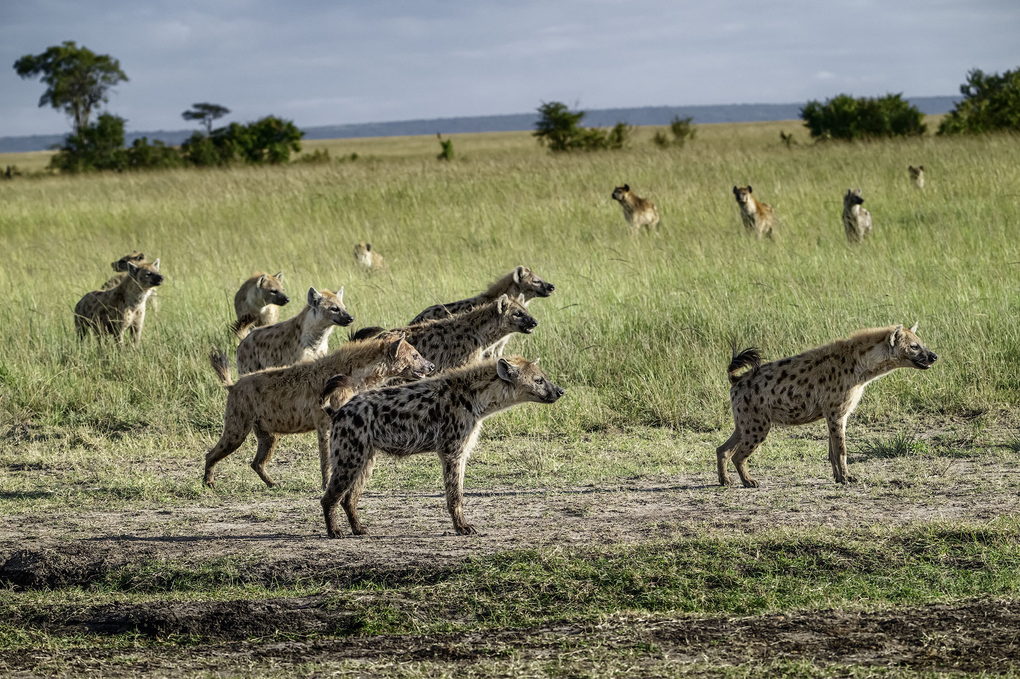 A clan of hyena waiting for their chance to feed on a lion kill.