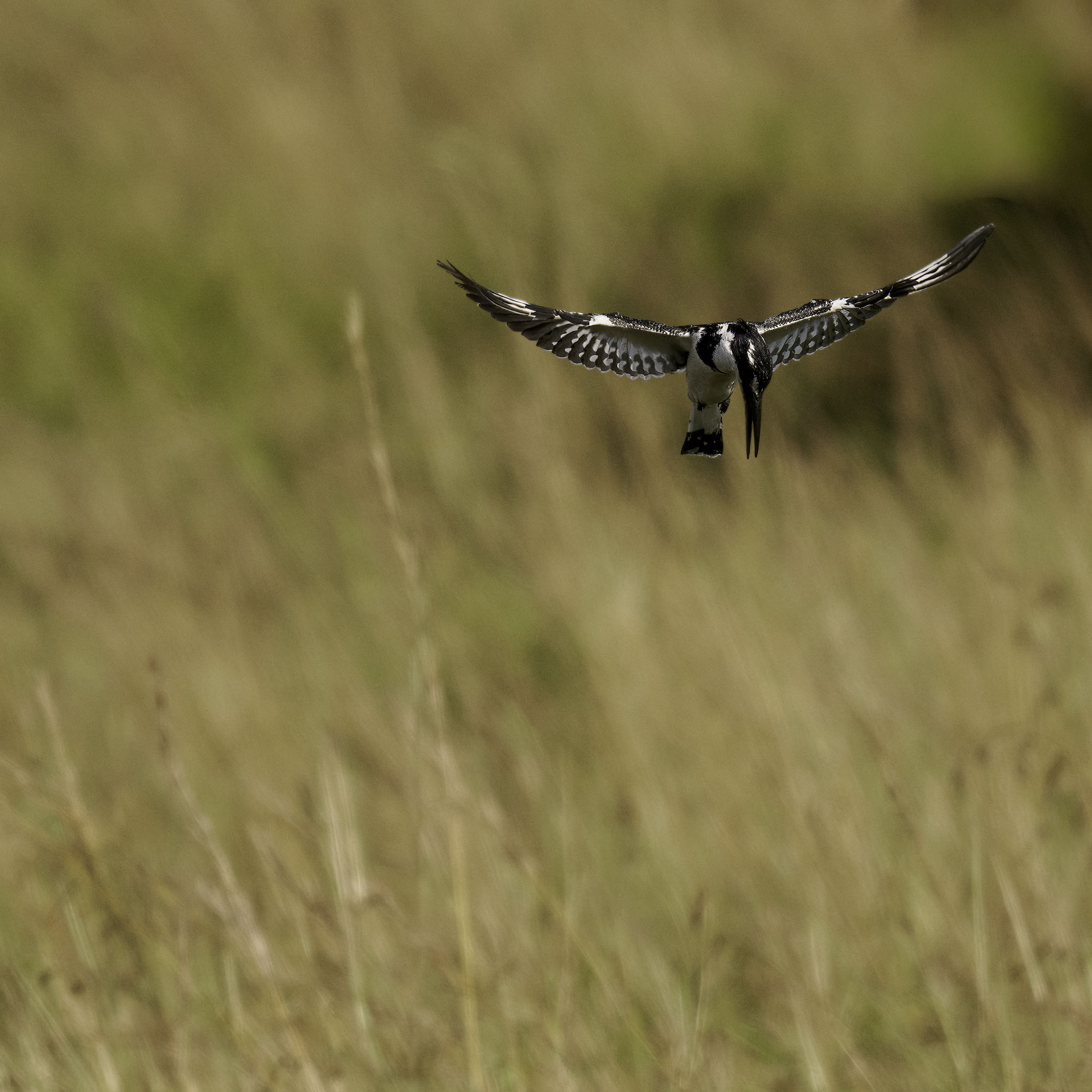 Pied Kingfisher hovering, ready to pounce.