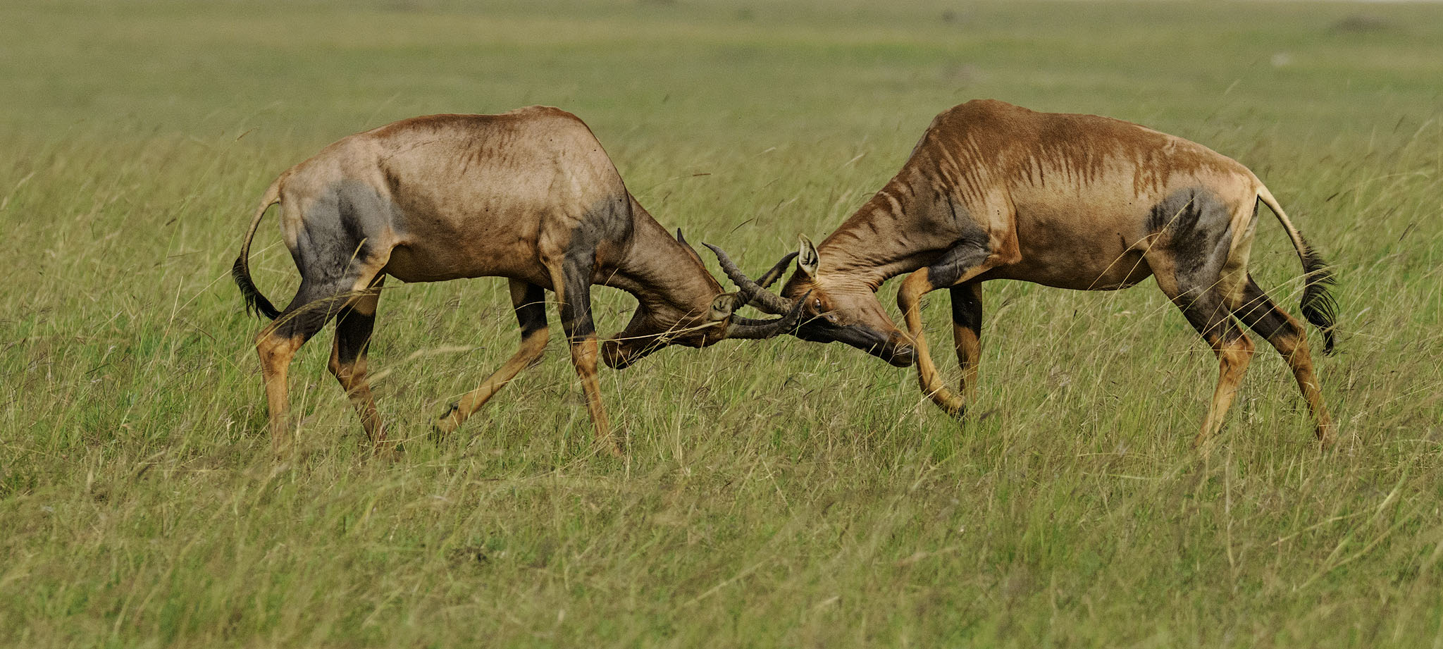 Two Topi play fighting
