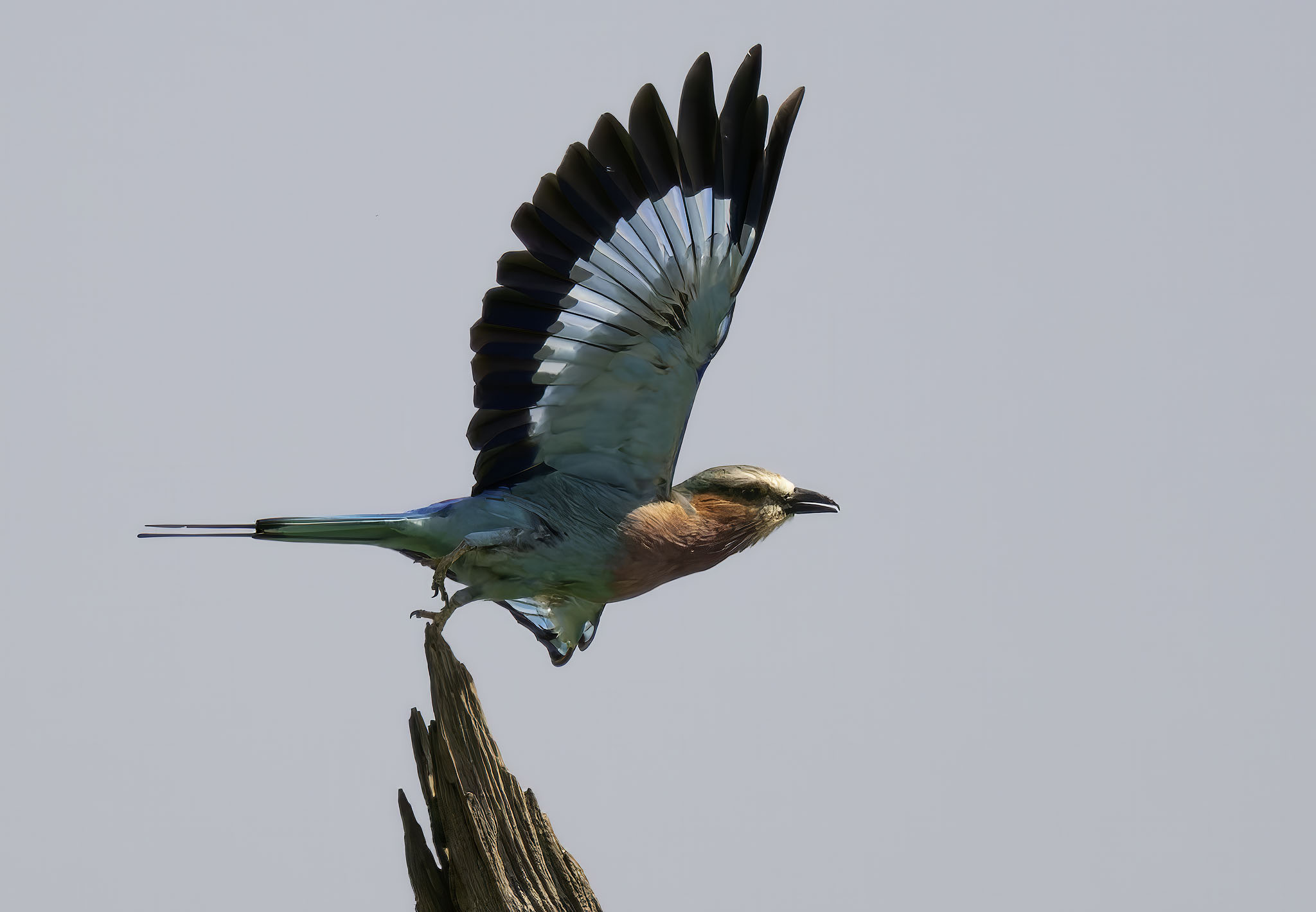 Lilac-breasted roller taking flight