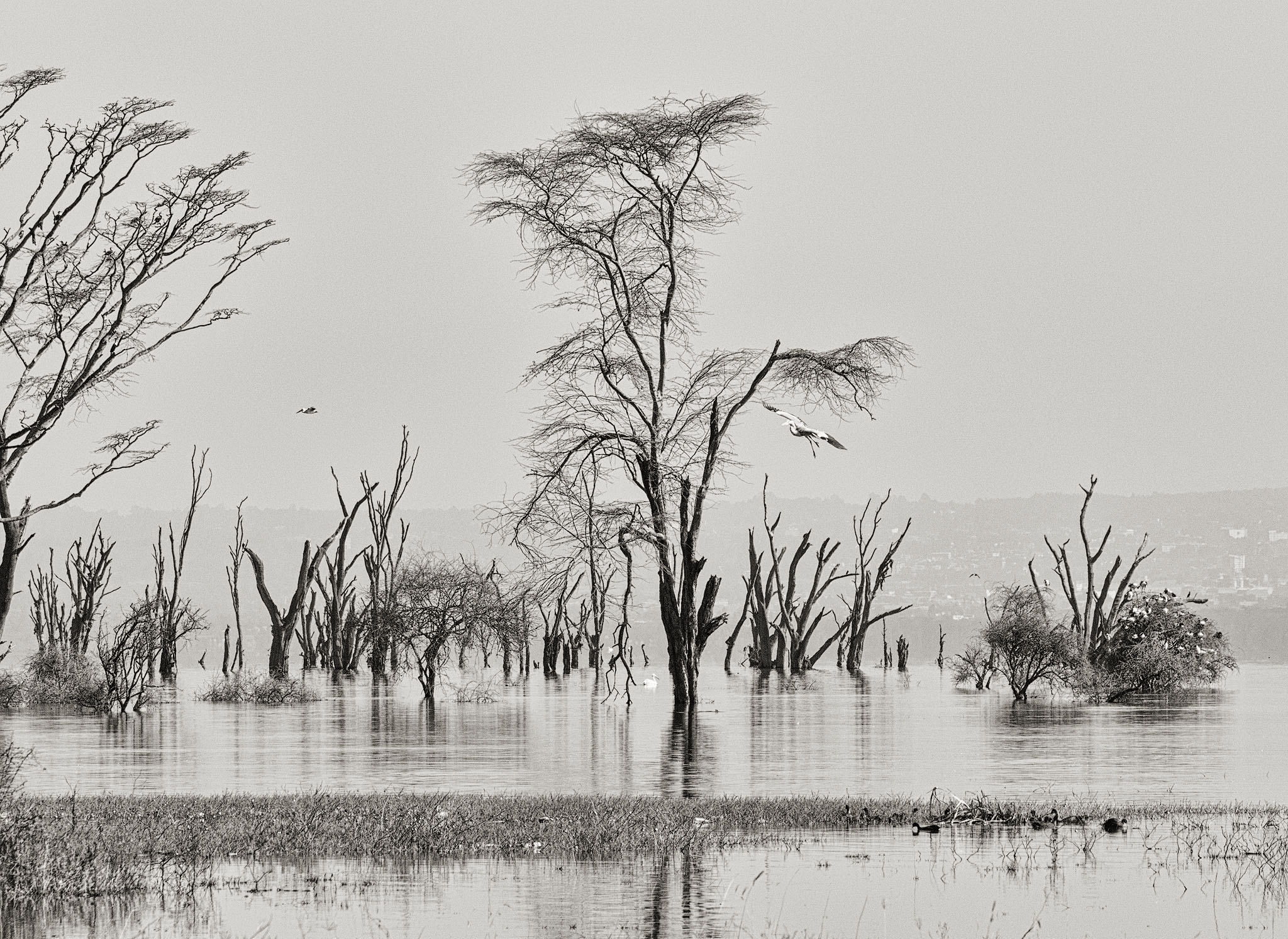 Pelican flying in over Lake Nakuru waterlogged trees.